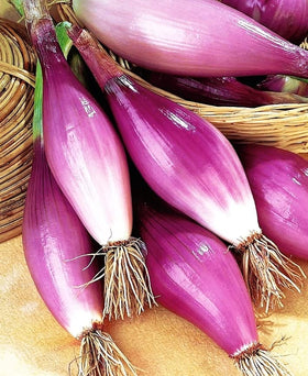KIRA SEEDS quality seeds close-up emphasizes healthy stock for robust yields.
