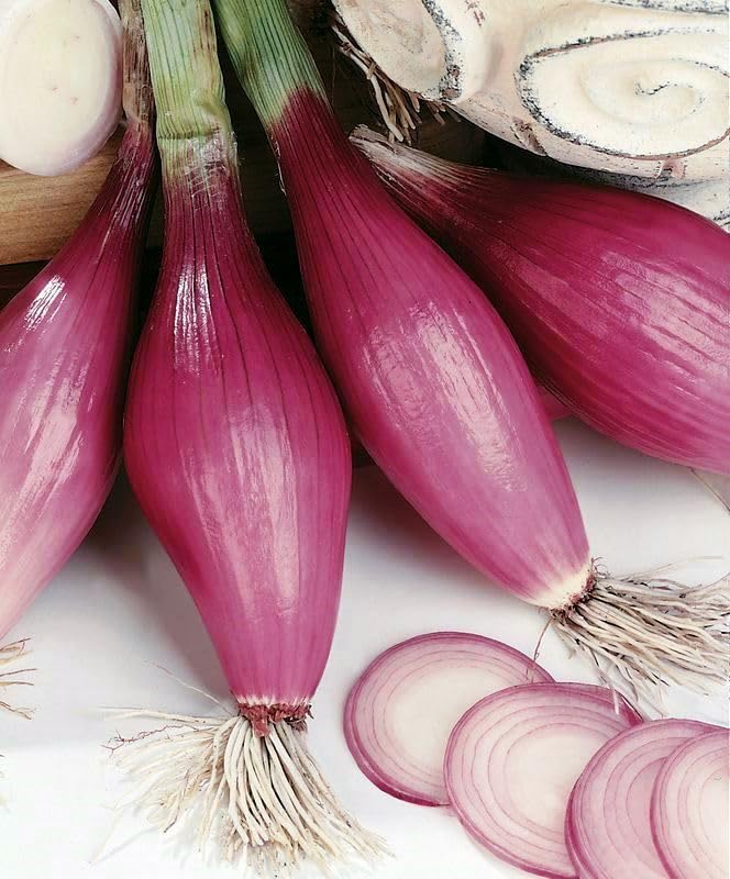 KIRA SEEDS red shallot seeds pack for home gardens, non-GMO quality.