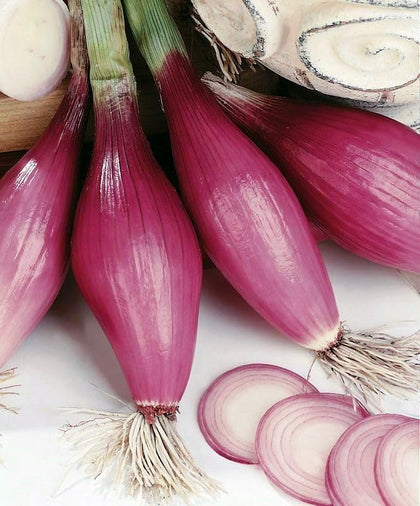 KIRA SEEDS red shallot seeds pack for home gardens, non-GMO quality.