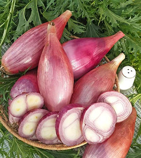 KIRA SEEDS shallot bulbs cluster demonstrates productive yield from seeds.