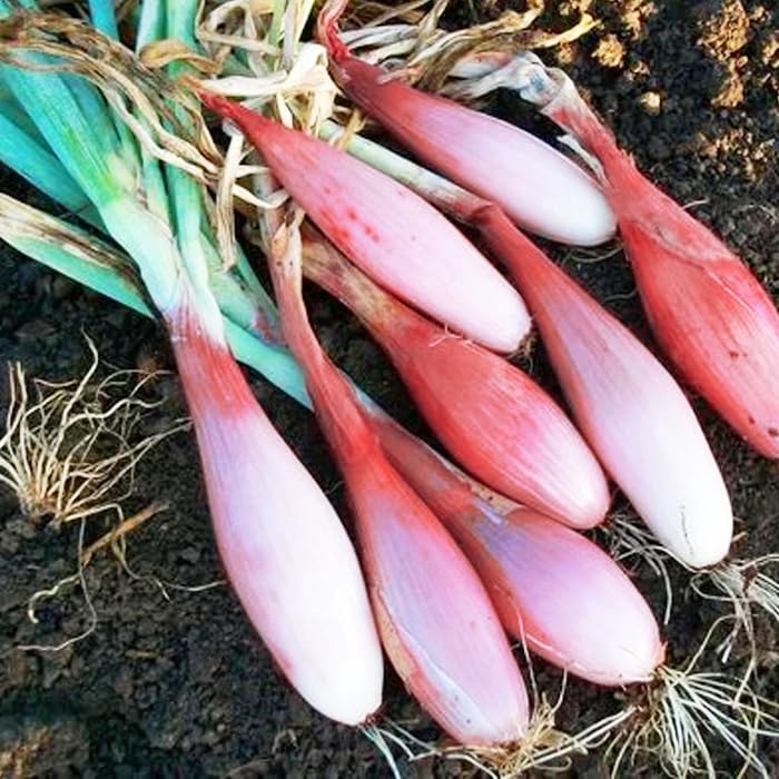 KIRA SEEDS shallot onion seed detail highlighting high germination potential.