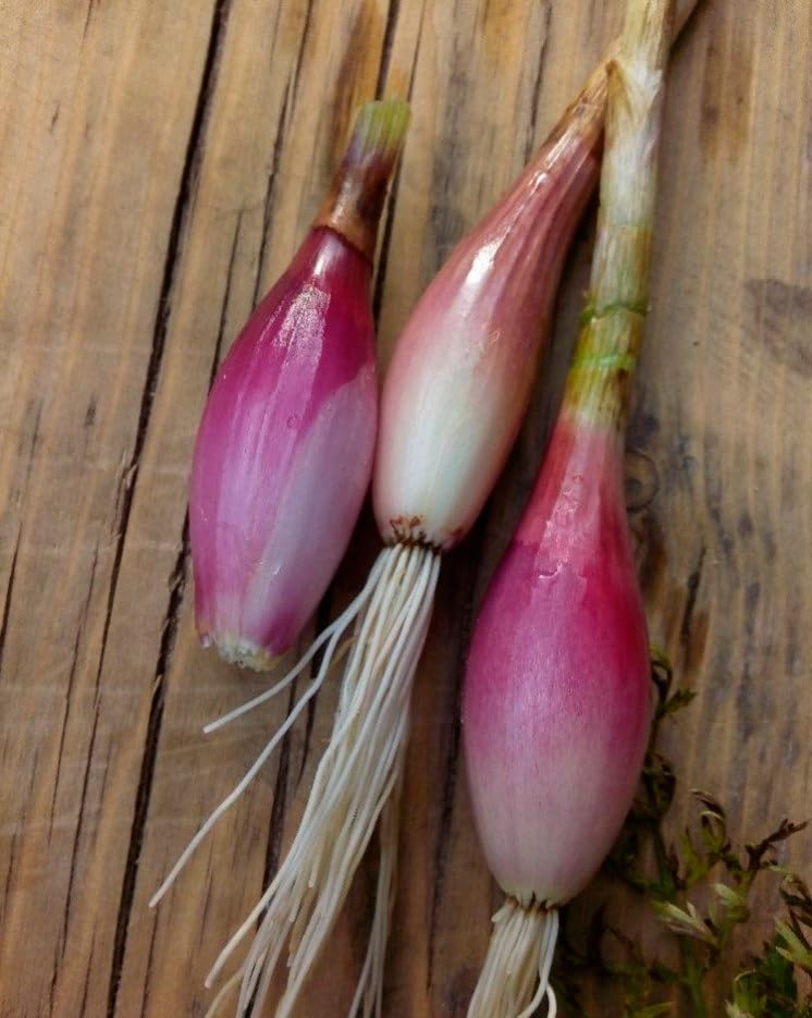 KIRA SEEDS storage-ready harvest image illustrating long-lasting flavor potential.