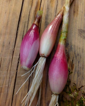 KIRA SEEDS storage-ready harvest image illustrating long-lasting flavor potential.