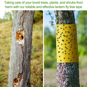 Kittmip yellow lantern fly trap on a tree to attract pests for capture.