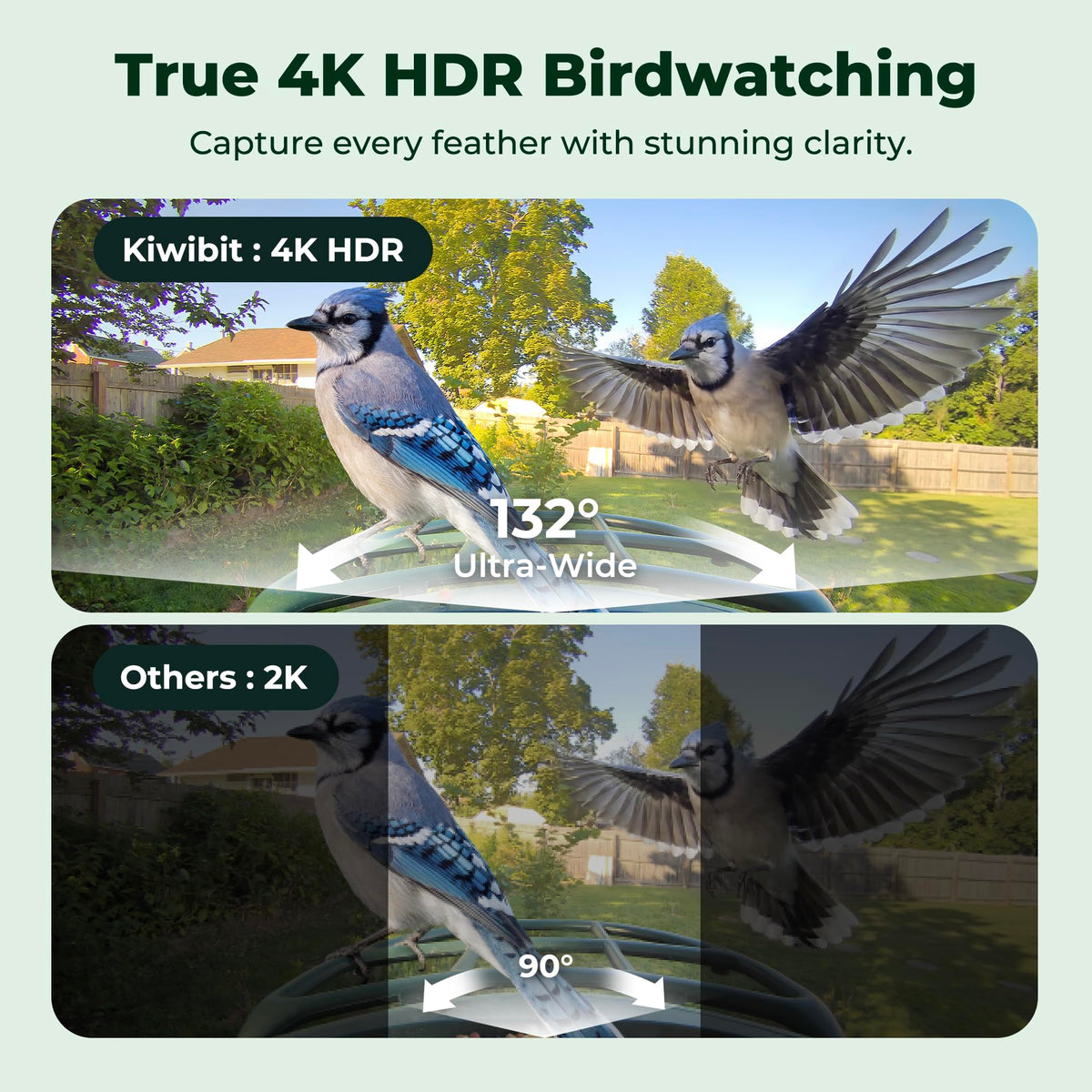 Kiwibit 4K live stream lens view captures vivid birds visiting your feeder.