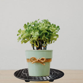 KKONHII indoor display stand raises pots for better sun exposure.