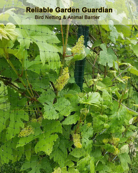 KLEWEE bird netting over vegetable beds guarding crops