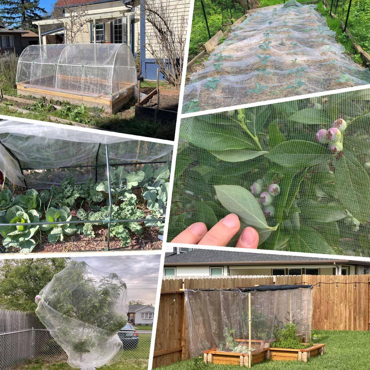 KLEWEE netting protecting fruit trees and berries such as peaches, blueberries, and strawberries.