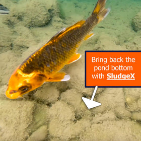 KOI LIFE SludgeX fish-friendly label emphasizes safe use around koi and wildlife.