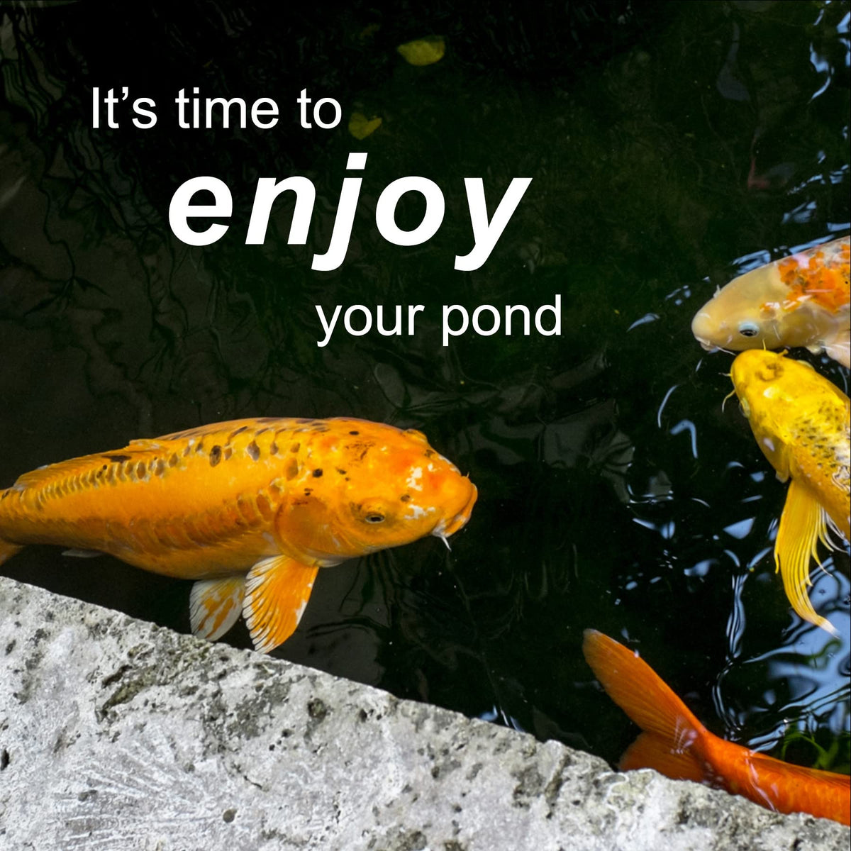 KOI LIFE SludgeX two-week-apply reminder emphasizes regular dosing for best results.