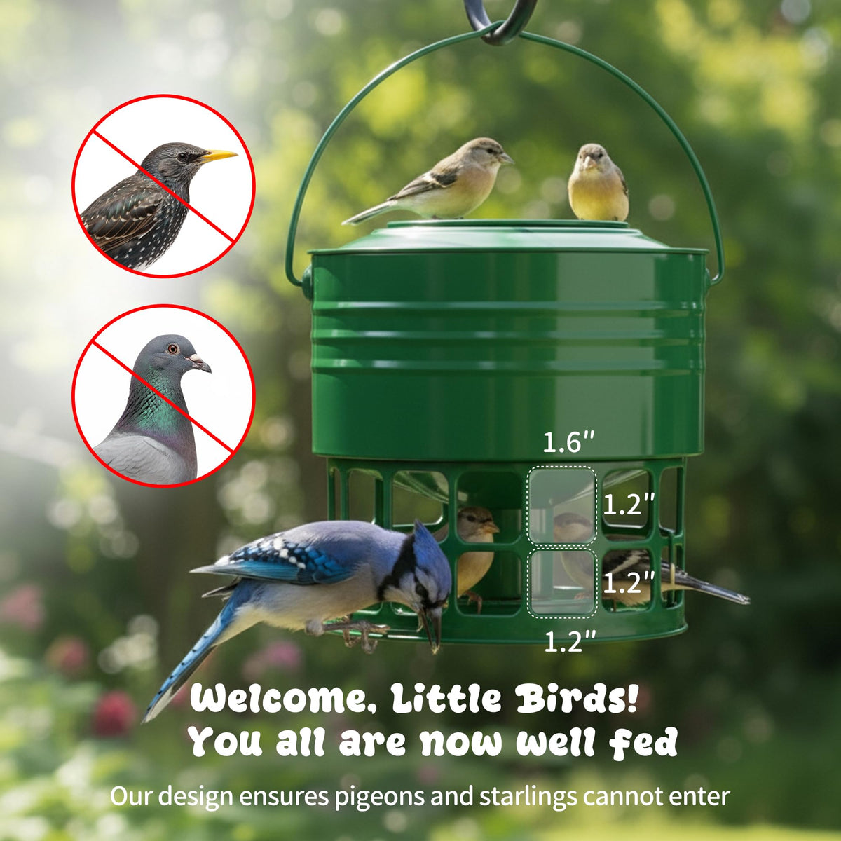KOL attracts cardinals, bluebirds and finches with multi-port feeding