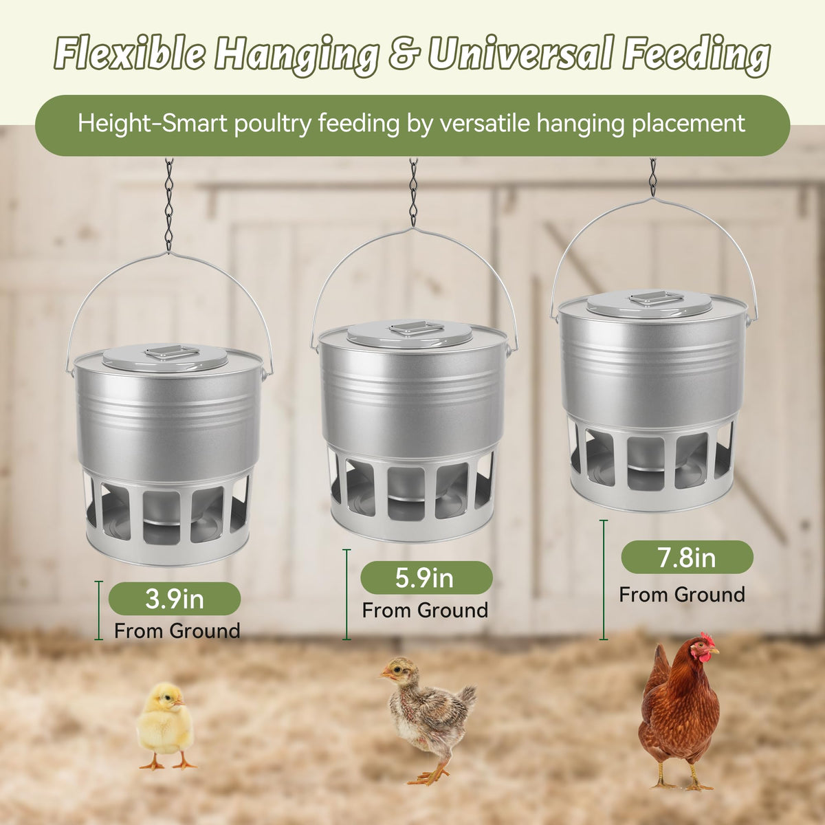 KOL Hanging Chicken Feeder with 12 ports enables steady access for all ages.