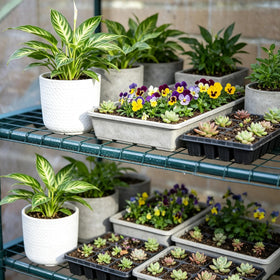 KOL PVC clear cover lets in bright light for thriving seedlings and herbs.