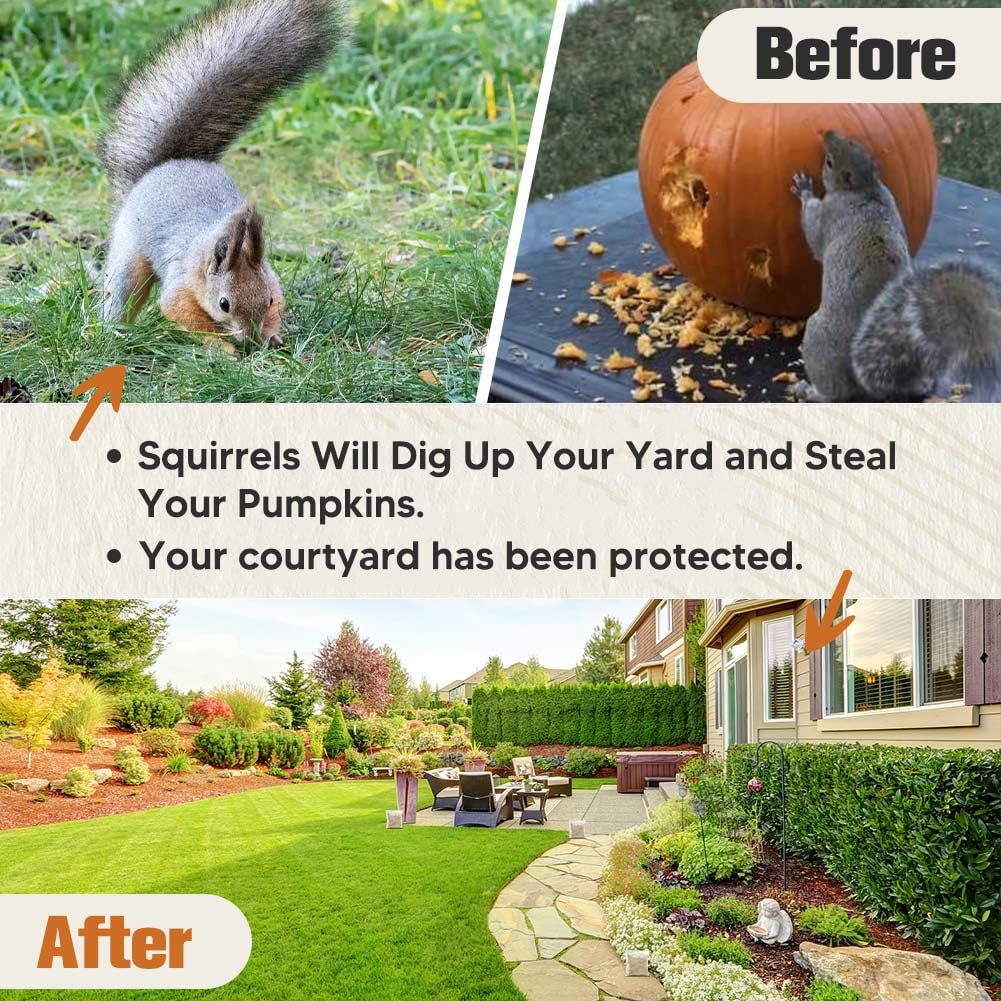 KQCWKH Squirrel Repellent around bird feeders reduces seed loss.