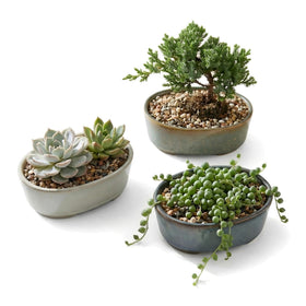 Krayce Serenya 6-3 inch bonsai pot with tray for clean drainage and root health.