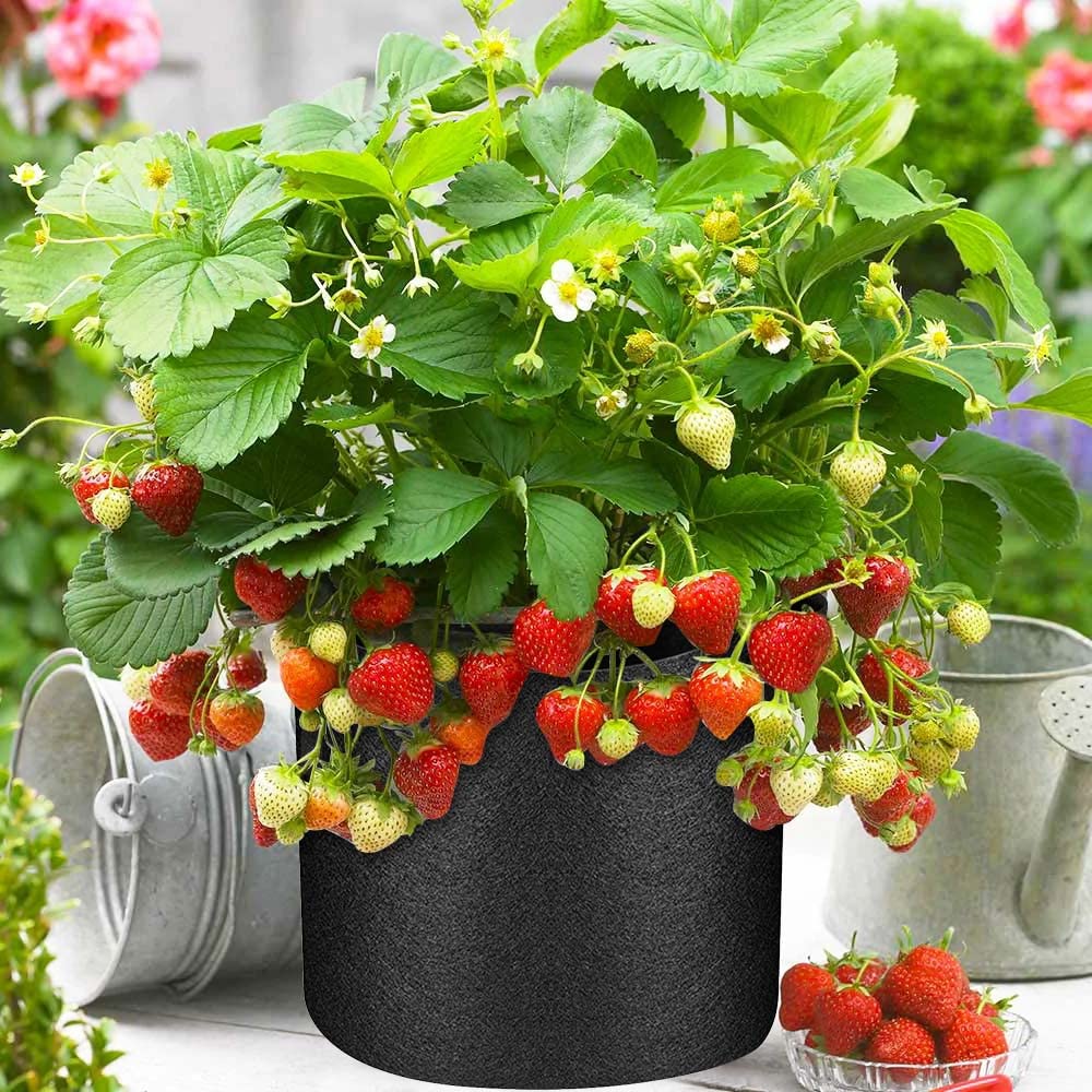 Kuchisity flat-base grow bag design provides stable filling surface.