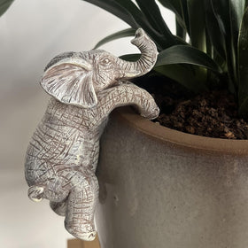 Easy-hang Kudriod planter hugs a pot or wall quickly.