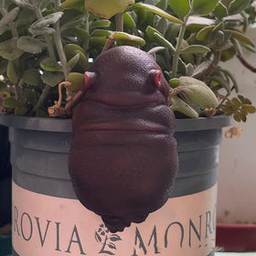 Kudriod Hippo Compact Planter Statue fits small pots.
