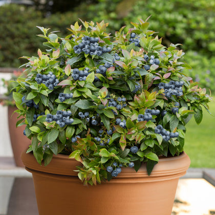 KVITER 100 Blueberry Seeds compact dwarf bush for small-space berry production