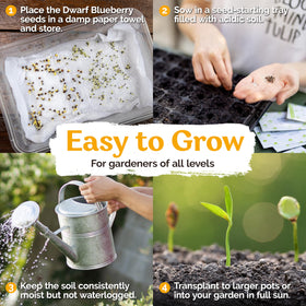 KVITER 100 Blueberry Seeds easy germination guide supports beginners