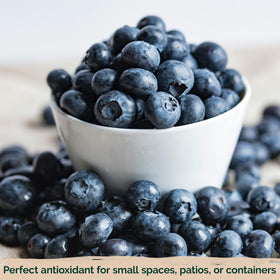 KVITER 100 Blueberry Seeds full sun or partial shade friendly