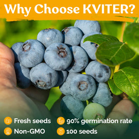 KVITER 100 Blueberry Seeds organic heirloom non GMO option