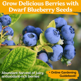 KVITER 100 Blueberry Seeds sweet harvest berries for balcony containers