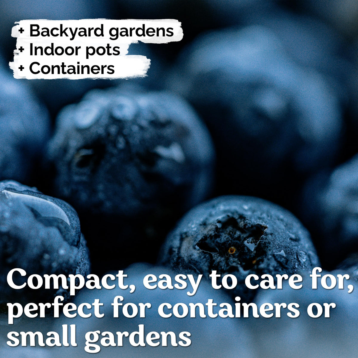 KVITER 100 Blueberry Seeds year-round fruit with perennial harvest