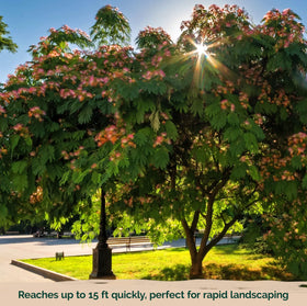 KVITER 15-foot growth potential creates a striking garden focal point.
