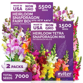 KVITER 1500 Mix Tetra Snapdragon Seeds ready for vibrant garden displays