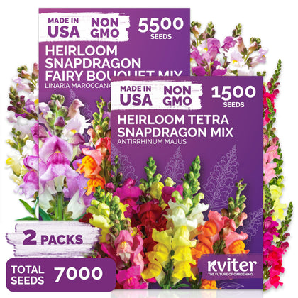 KVITER 1500 Mix Tetra Snapdragon Seeds ready for vibrant garden displays