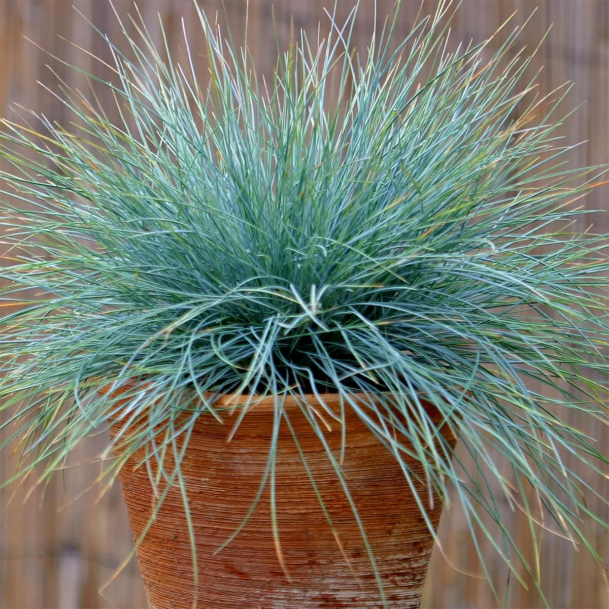 KVITER 300 Blue Fescue seeds show blue blades for a striking border and drought tolerance.