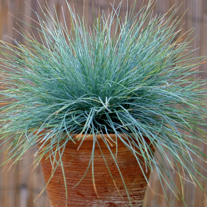 KVITER 300 Blue Fescue seeds show blue blades for a striking border and drought tolerance.