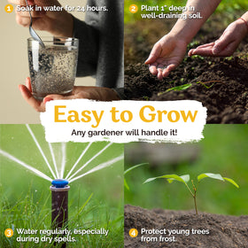 KVITER seeds bag texture highlights premium seed quality and preservation.