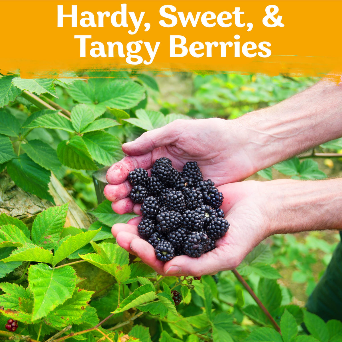 KVITER Black Raspberry harvest close-up shows ripe berries on a thriving shrub.