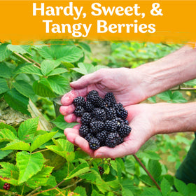 KVITER Black Raspberry harvest close-up shows ripe berries on a thriving shrub.
