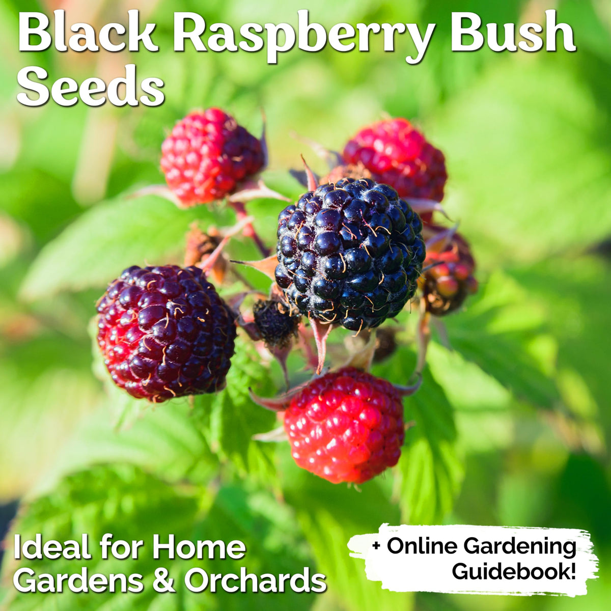 KVITER label close-up shows heirloom, non-GMO seeds for flavorful future harvest.