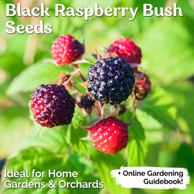 KVITER label close-up shows heirloom, non-GMO seeds for flavorful future harvest.