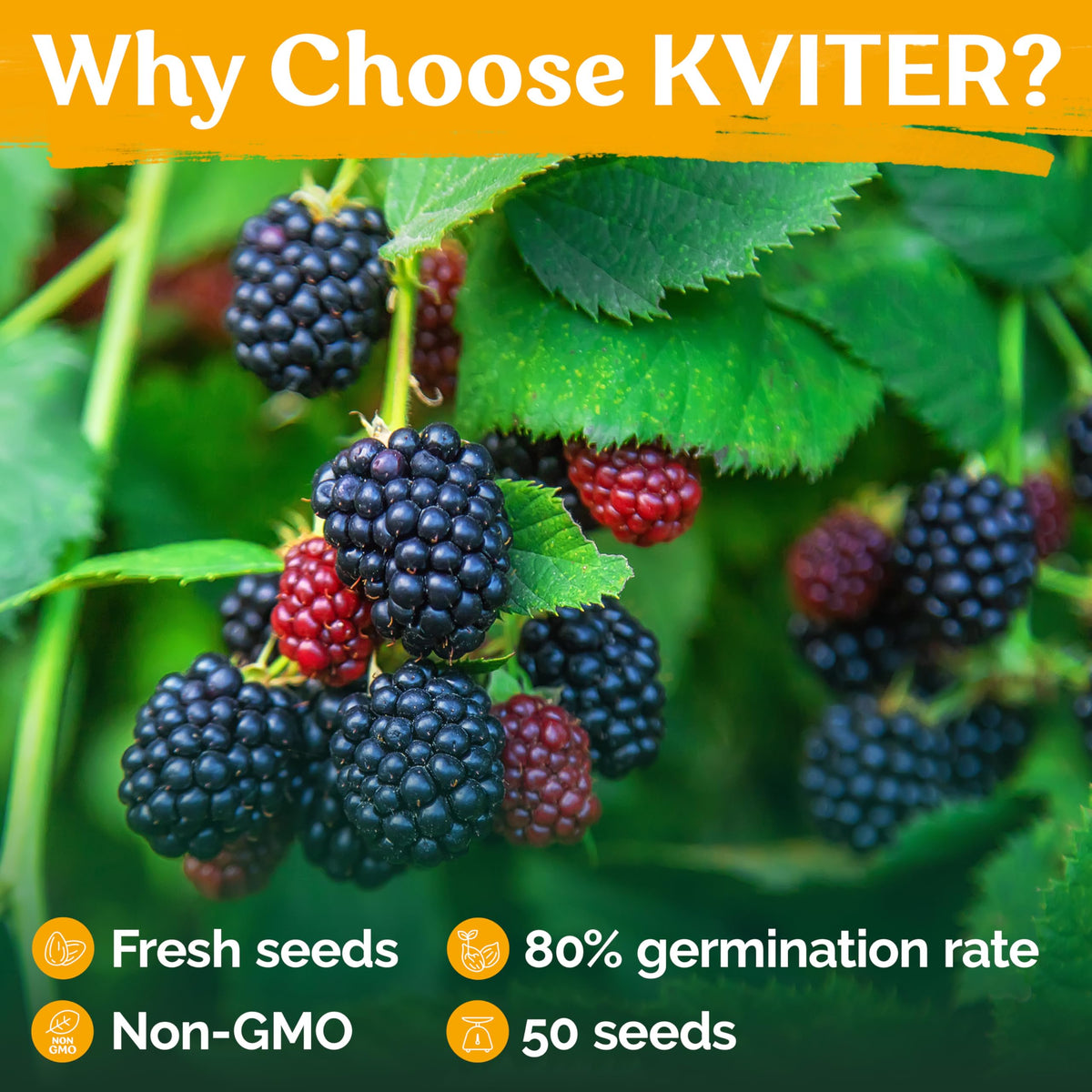 KVITER soaking prep image demonstrates pre-sowing steps to boost germination.