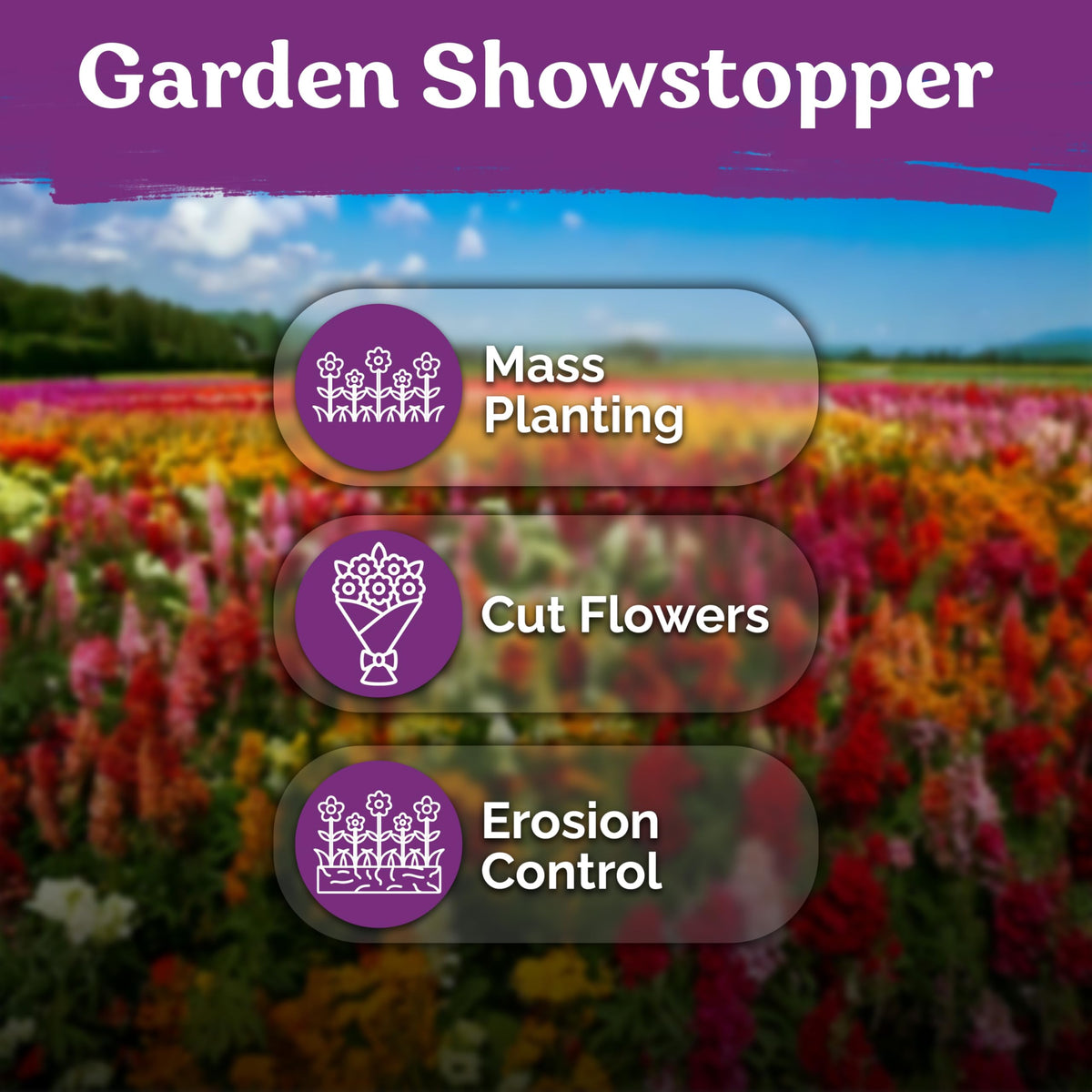 KVITER 5500 Mix Dwarf Fairy Bouquet Linaria Seeds seed packet close-up