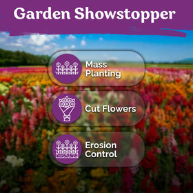 KVITER 5500 Mix Dwarf Fairy Bouquet Linaria Seeds seed packet close-up