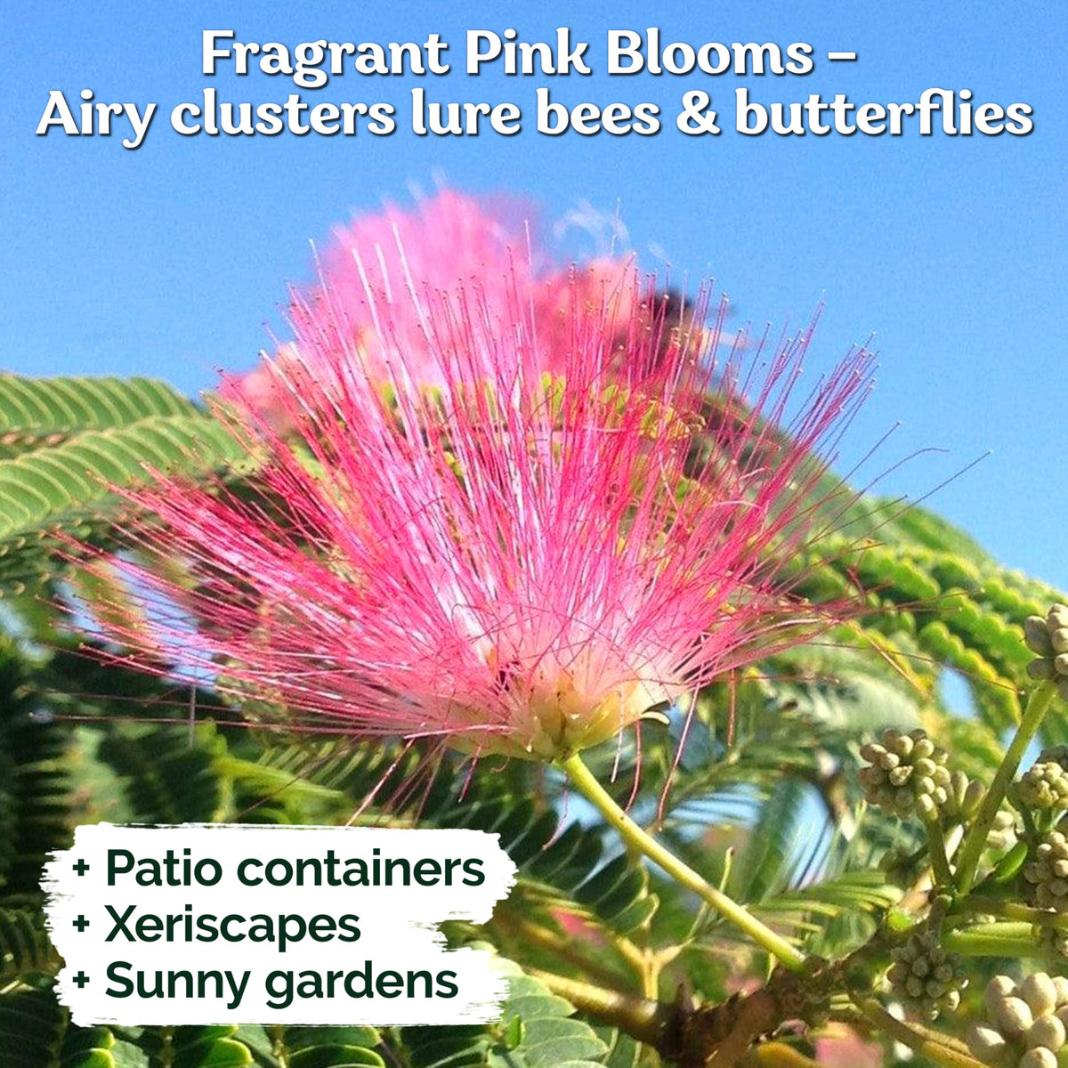 KVITER Albizia julibrissin blooms attract pollinators for wildlife-friendly landscapes.