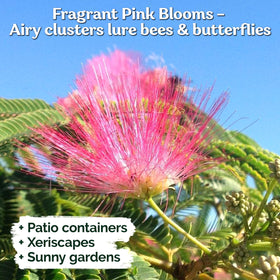 KVITER Albizia julibrissin blooms attract pollinators for wildlife-friendly landscapes.