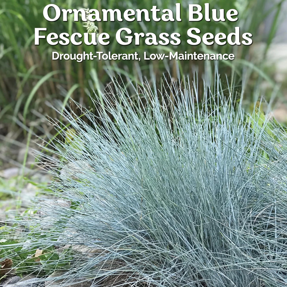 KVITER blue fescue foliage mass adds cool color to garden beds.