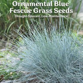 KVITER blue fescue foliage mass adds cool color to garden beds.