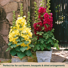KVITER Chaters hollyhocks resist deer and rabbits in borders.