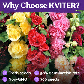 KVITER heirloom seeds deliver strong germination for quick color.