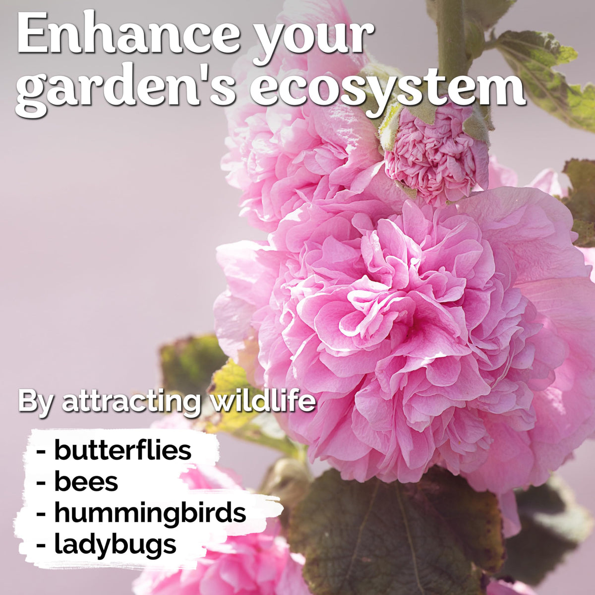 KVITER Chaters hollyhock seeds versatile for walls, fences, pots.