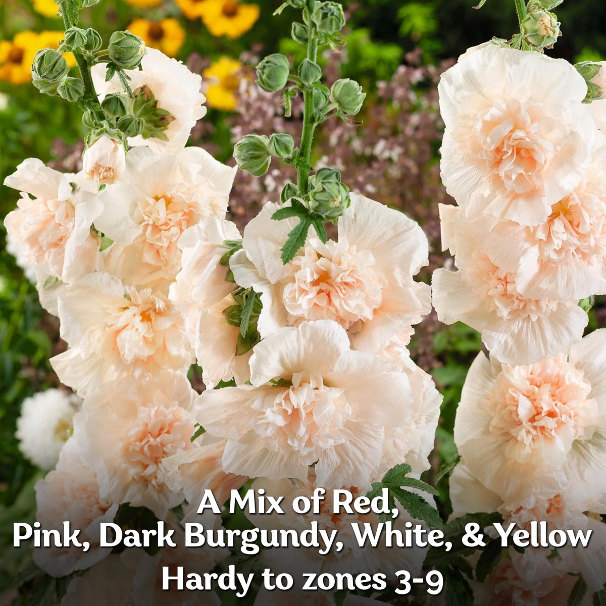 KVITER Chaters hollyhocks edible petals brighten summer salads.