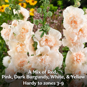 KVITER Chaters hollyhocks edible petals brighten summer salads.